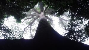 gunung mulu