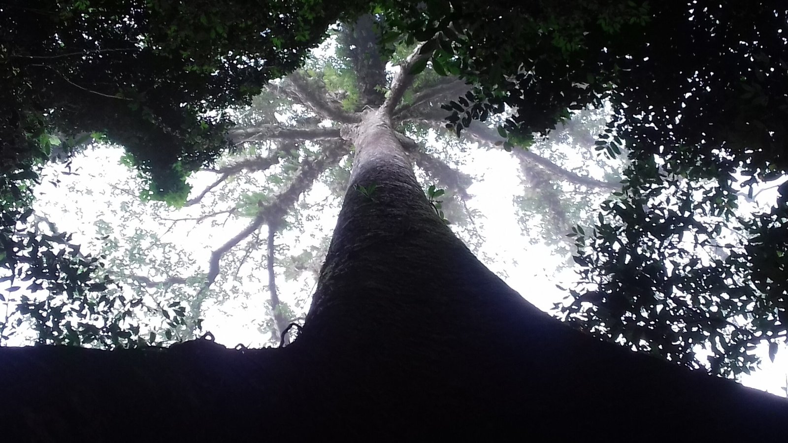 Winged Magic: Unseen Eyes Watch Over Gunung Mulu