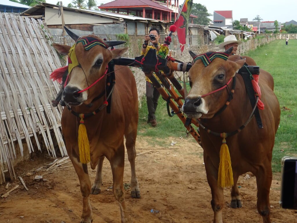 bull racing sumenep