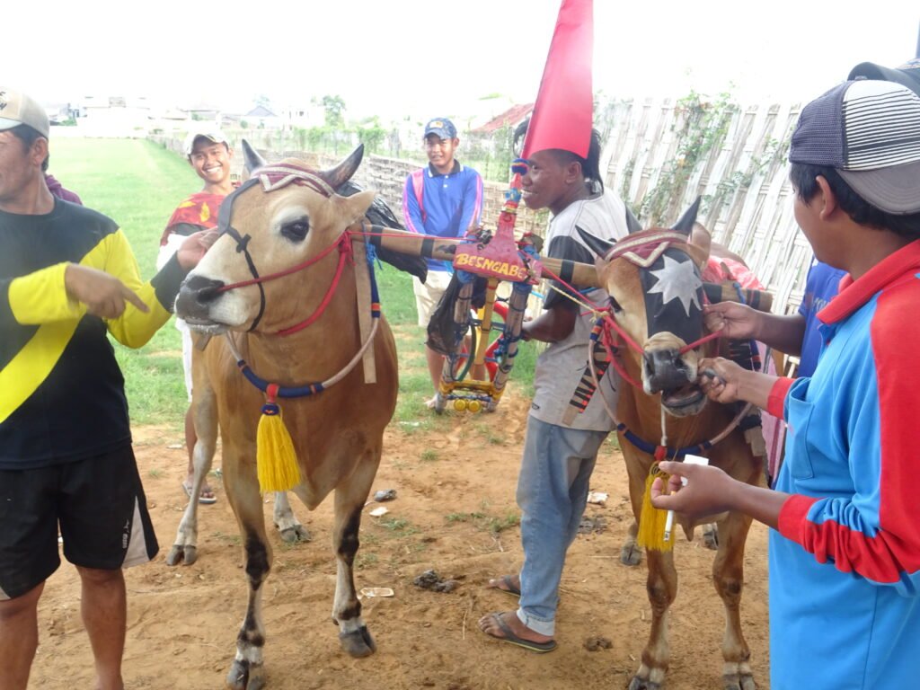 bulls kota sumenep