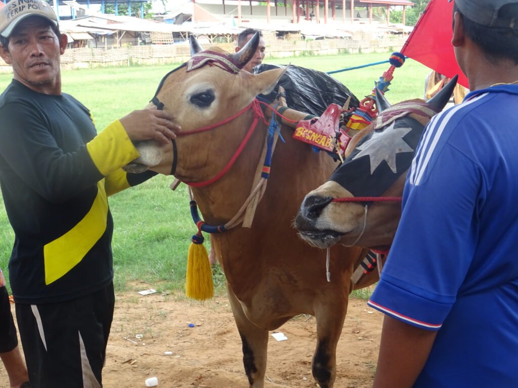 bulls sumenep