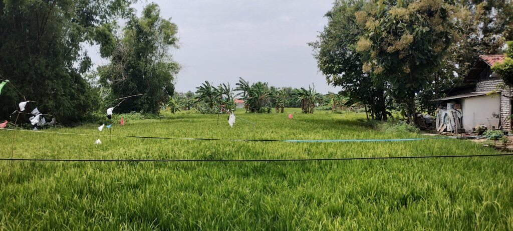pamekasan, madura