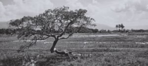 bridal tree salatiga