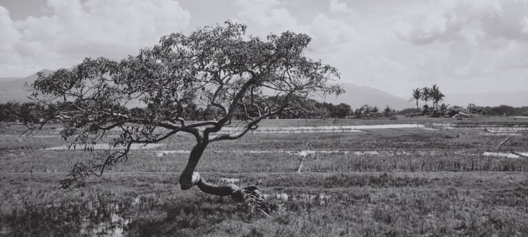 bridal tree salatiga