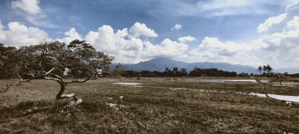bridal tree salatiga