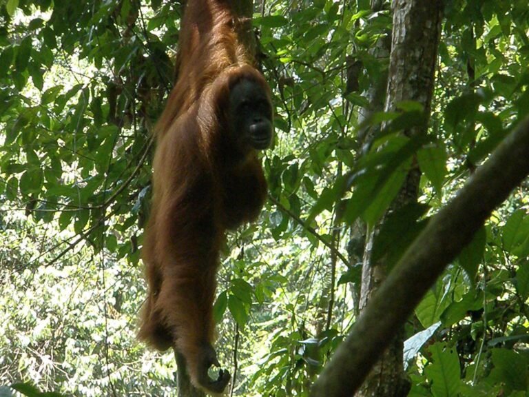 bukit lawang