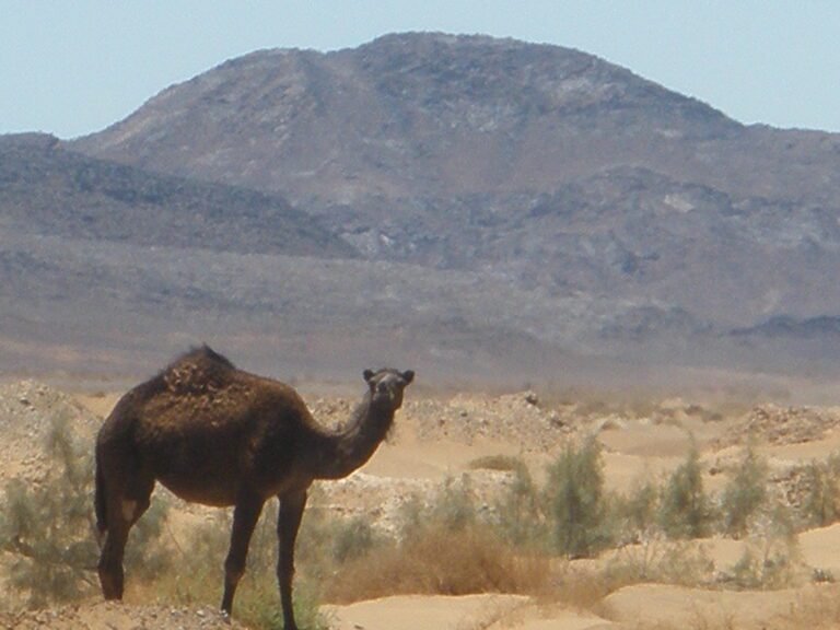 morocco road trip